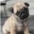 cuong_pets
