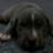Đức Bully HN