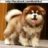 billdog
