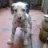 hieu_meo