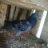 Ilovepigeon