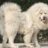 chiencon1958