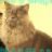 quynhnhu_Cat