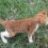 ngoinhahanhphuc_dph