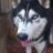 yeuhusky