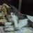 leo_vh257