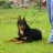 Beauceron Vina