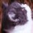 madcat