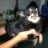 Phuong_Chihuahua