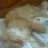Cricket_Kim