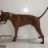 Cuong_Chao