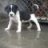 TUẤN_PITBULL_HD