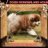 dogswonderlandhousevn