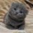 kitten124