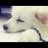 foxsoc_trang