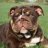 tomy_kennel