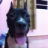pitbull.hl