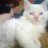 meocondangyeu_5792