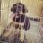 dzung_billi