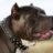 THANG_PITBULL_SG
