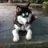 wooly.husky