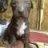 Pitbull Bến Bạc