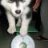 Sam_Alaskan