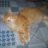 cuong.nobi