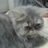phuong_sophie