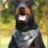 Doberman Good