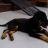Fan_Rottweiler