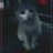 Taya_hoai