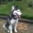 ZEN Husky