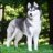 Kun Husky