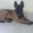malinoisthanhbinhduong