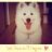 luna.samoyed