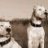 doga argentino