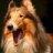 RoughCollieYODA