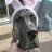 nghia_greatdane