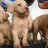 labradohanoi