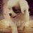 Suri Pet Shop