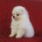 loihong97