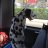 Jacky_Dalmatian